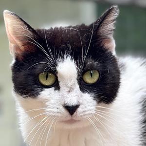 Grace, adult, available for adoption