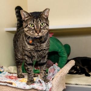 A tabby cat with green eyes standing on a blanket, looking directly at the camera.