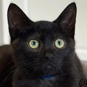 Charlie, kitten, available for adoption