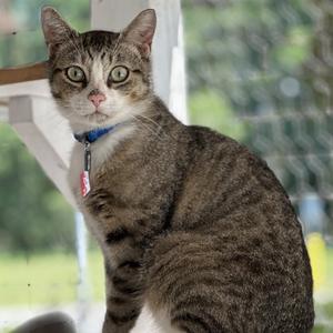 A tabby cat with a blue collar sitting on a porch, looking at the camera.