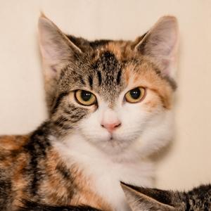 Annie, young, available for adoption
