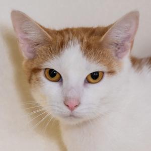A close-up of a white and orange cat with yellow eyes looking directly at the camera.