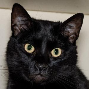 Cocoa, adult, available for adoption