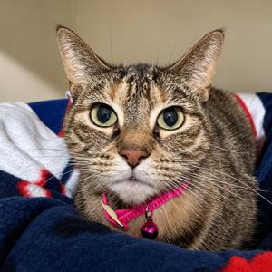 Honeybun, adult, available for adoption