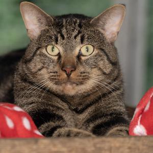 Crow, adult, available for adoption