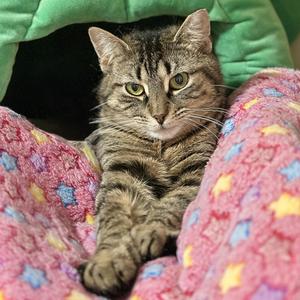 Billie, adult, available for adoption