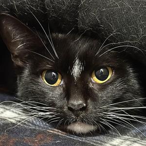 A close-up of a black cat with yellow eyes, peeking out from under a dark blanket.