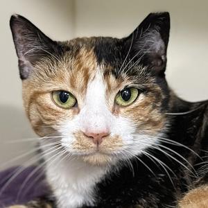 Annabelle, adult, available for adoption