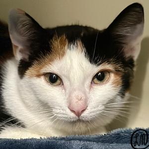 Cinderella, kitten, available for adoption