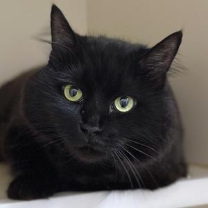 Bitsy, adult, available for adoption