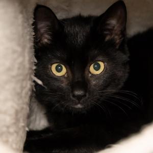 Alex, young, available for adoption