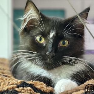 Chirp, kitten, available for adoption