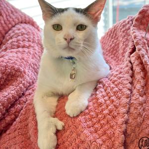 A white cat with black markings on its head and ears is lying on a pink knitted blanket. The cat has green eyes and is wearing a blue collar with a small tag.