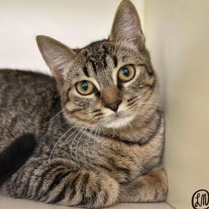 Boozie, kitten, available for adoption
