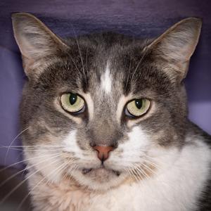 Cooper, adult, available for adoption
