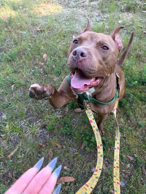 A brown pit bull dog with its tongue out and one paw raised, looking up at the camera. A person's hand with long, clear nails is reaching towards the dog. The dog is wearing a green harness and a yellow leash with cartoon characters on it.