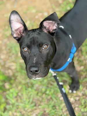 Geo, Terrier, puppy, available for adoption