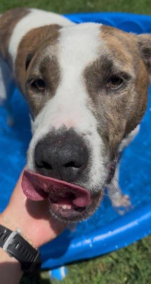Bibby, Treeing Walker Coonhound, adult, available for adoption