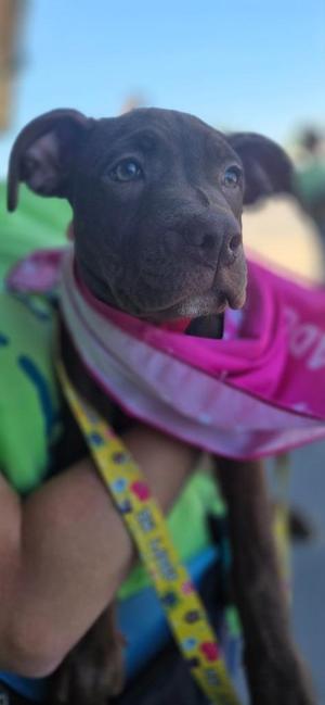 Honey, Terrier, puppy, available for adoption