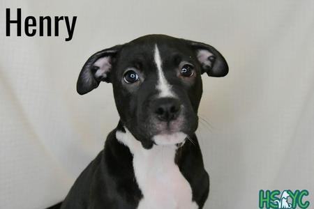 Henry, Terrier, puppy, available for adoption