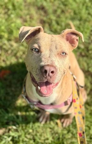 Celeste, Terrier, puppy, available for adoption