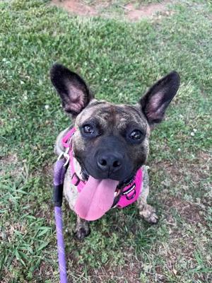 A brindle-colored dog with large ears and a pink harness sits on grass, panting with its tongue out.