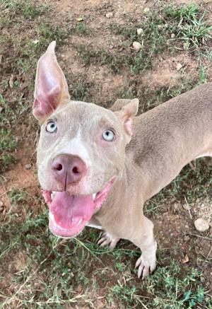 A light-colored dog with blue eyes and a pink nose is looking up at the camera with its mouth open, showing its tongue. The dog has a short coat and is standing on grassy ground.