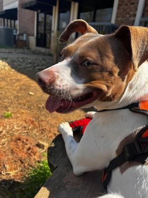 Kennedy, Terrier, young, available for adoption