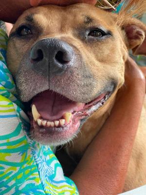 Gigi, Black Mouth Cur, adult, available for adoption