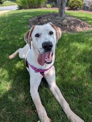 Flip Flop, Hound, puppy, available for adoption