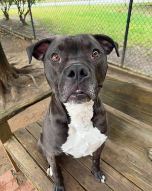 Hubba Bubba, Terrier, adult, available for adoption