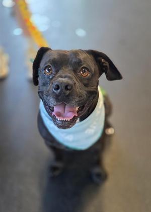 A black dog wearing a light blue bandana, looking up with its mouth open and tongue out.