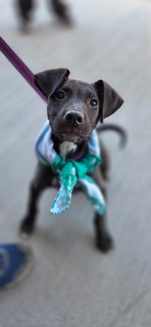 Hunter, Labrador Retriever, puppy, available for adoption