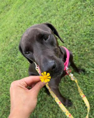 Brett     -, Labrador Retriever, adult, available for adoption