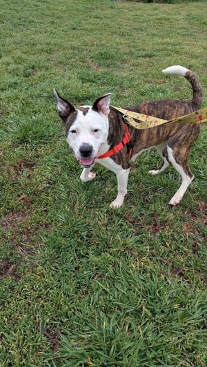 A brindle and white pit bull mix dog standing on grass with a red harness and a yellow leash.
