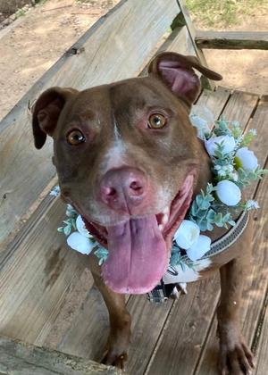 Hope, Mixed Breed / Terrier, senior, available for adoption