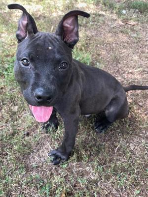 black dog with pink tongue