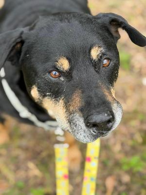 Graham, Rottweiler, senior, available for adoption