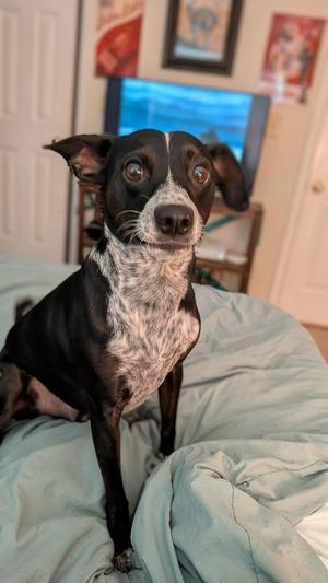 Frito, Chihuahua, adult, available for adoption