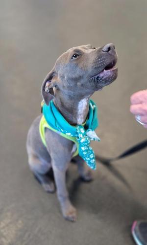 A gray dog wearing a blue bandana with white patterns, sitting on a concrete floor and looking up with its mouth open.