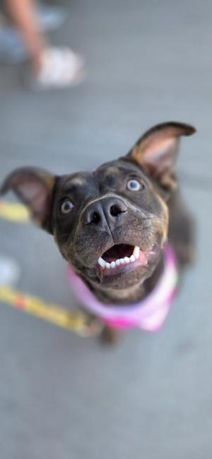 A black dog with a pink collar looking up at the camera with its mouth open, showing its teeth.