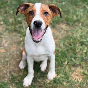 A happy Jack Russell Terrier dog sitting on grass with its mouth open and tongue out.