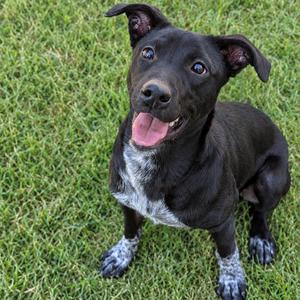 Betsy, Mixed Breed (Medium), puppy, available for adoption