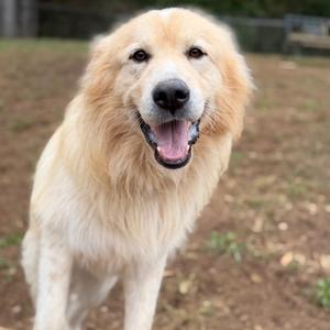 A fluffy golden dog with a happy expression, standing outdoors on a dirt ground.
