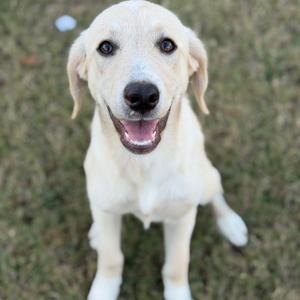 A happy golden retriever puppy sitting on grass, looking up with a big smile.