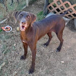 A brown dog standing on a patch of dirt with its mouth open, looking at the camera. The background includes a wooden lattice and some scattered objects.