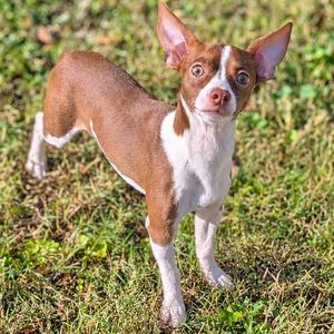 Colin, Chihuahua, young, available for adoption