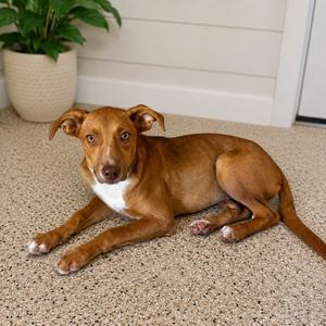 Beyonce, Mixed Breed (Medium), young, available for adoption