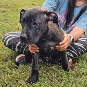 Branch, Mixed Breed (Medium), puppy, available for adoption