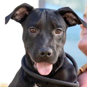 Bismuth, Retriever, Black Labrador, puppy, available for adoption